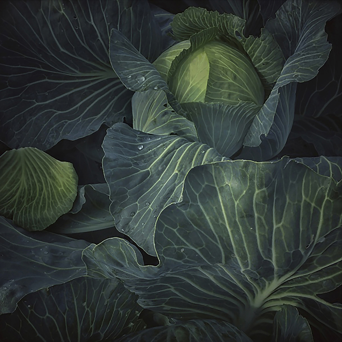 © Pernille Tofte
  Titel: The Cabbage
Plats: Møn, Danmark 2019
Bildmått: 25x25 cm
Teknik: arkivbeständig pigmentbläckutskrift
Montering: Svart träram med passepartout 40x40 cm
Upplaga: 15. Signerad: ja
Pris: SEK 3 900