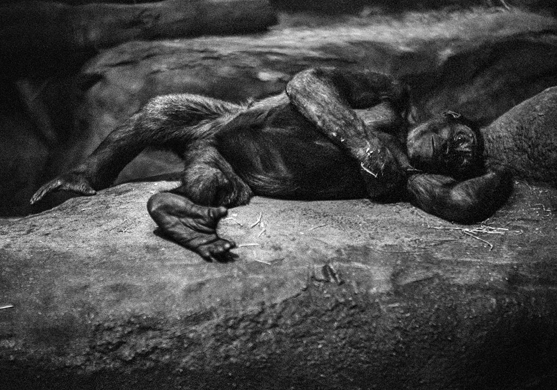 © Susanne Kronholm
  Ur serien Gorillas
Bildmått: 30x50 cm / Inramad med art glas 53,5 x 66,5 cm
Arkivbeständig pigmentbläckutskrift.
Upplaga: 1/10 Signerad
Pris: SEK 6 000