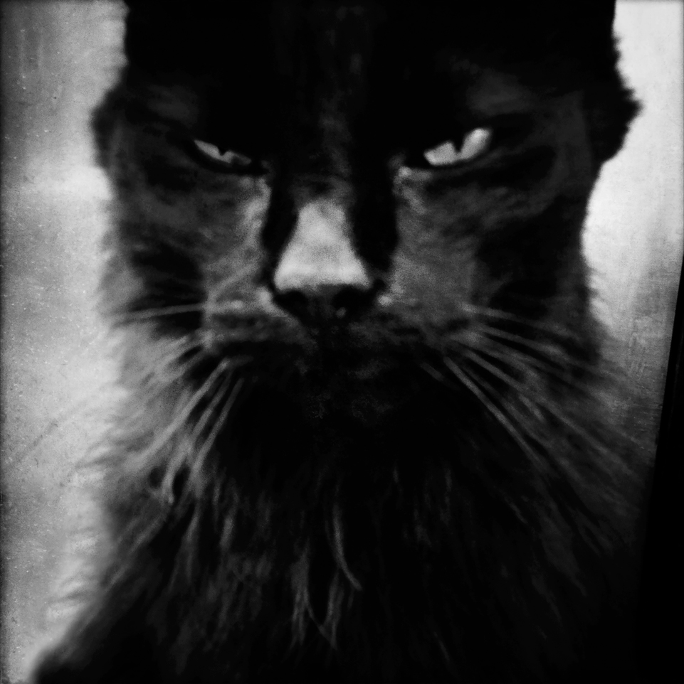 © Malin Gezelius
 Titel: The black cat
Plats/Datum: Stockholm 2013 Bildmått: 30x30 cm
Teknik:  Arkivbeständig pigmentbläckutskrift
Montering: Träram med passepartout 40x50 cm Upplaga: 20 Signerad: Ja Pris: SEK 3500
