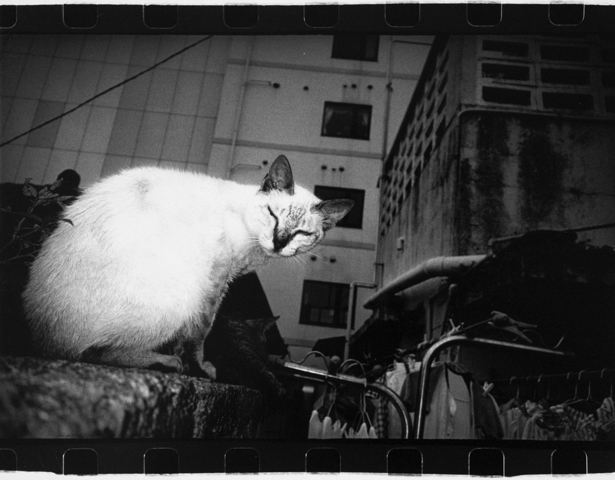 © Anders Petersen Titel: Cat Plats/Datum: Okinawa 2000 Teknik: Silver gelatin print Signerad: Ja Pris: SEK 30 000  (avser oinramad bild)