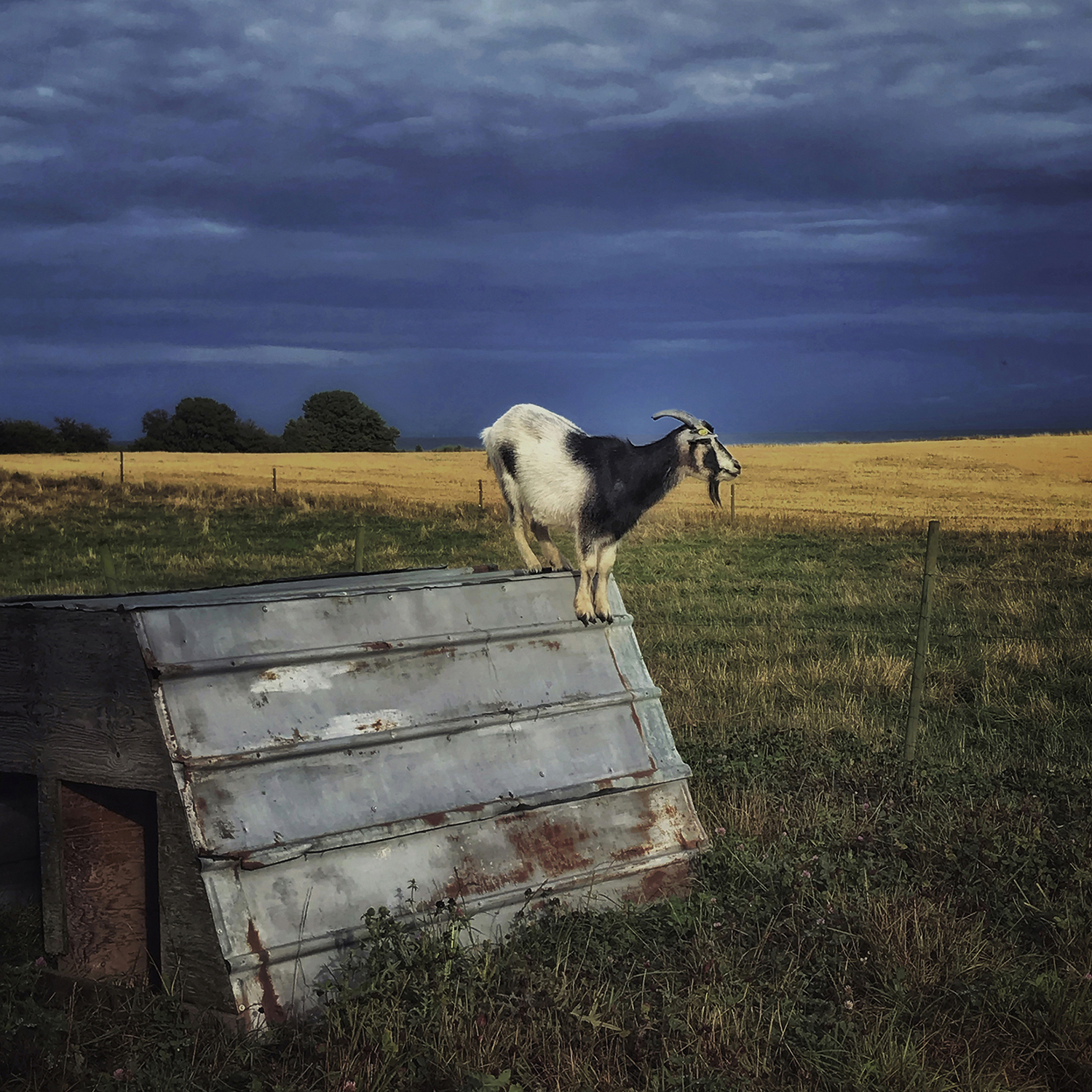 © Pernille Tofte
  Titel: The Goat
Plats: Møn, Danmark 2020
Bildmått: 25x25 cm
Teknik: Arkivbeständig pigmentbläckutskrift
Montering: Svart träram med passepartout 40x40 cm
Upplaga: 15. Signerad: ja
Pris: SEK 3 900