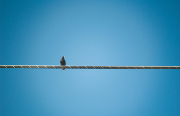 Foto: David Benji - United States. Bird on the Wire 