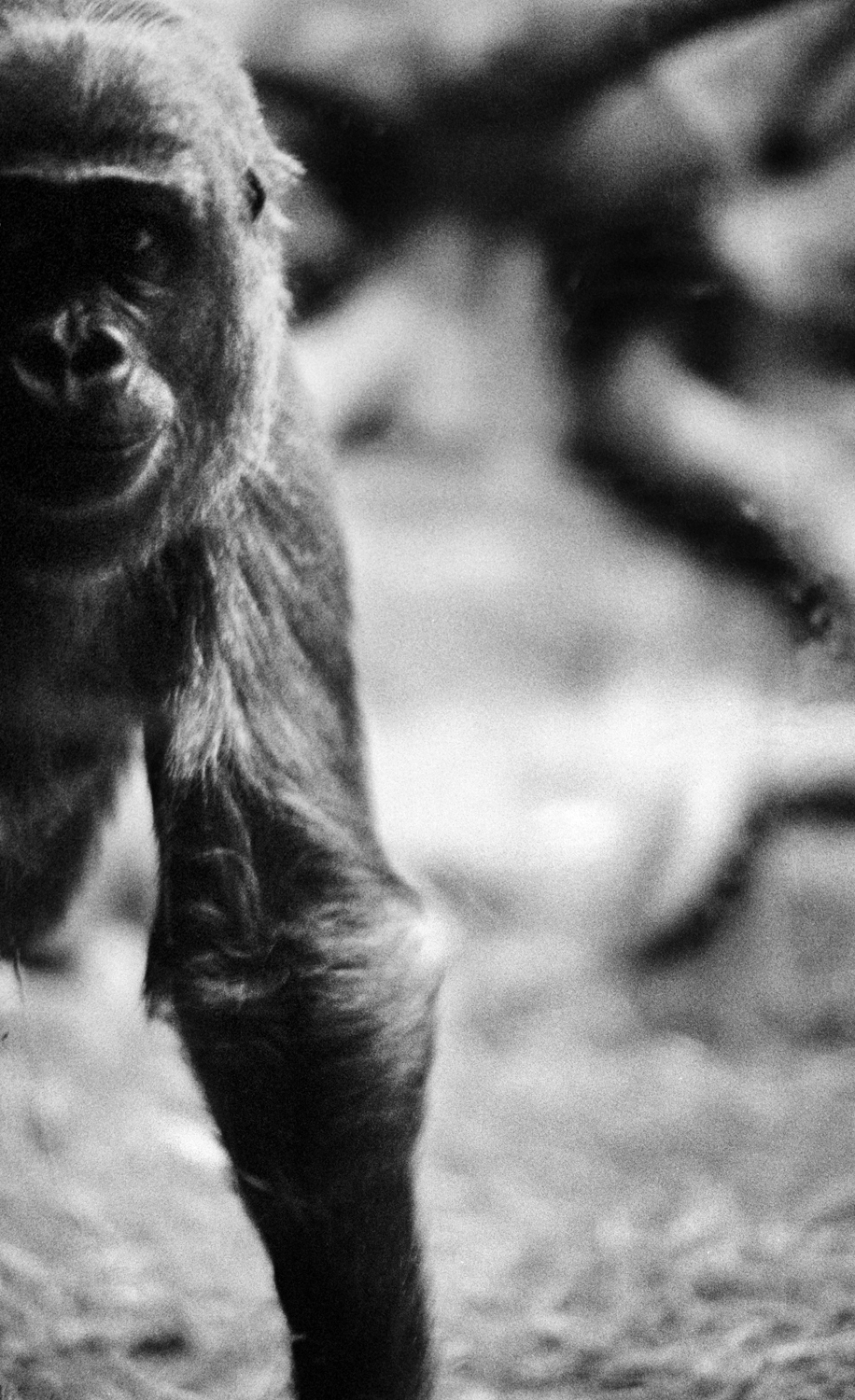 © Susanne Kronholm. Titel: Ur serien Gorillas #3. 
Bildmått: 30×50 cm. 
Teknik: Arkivbeständig pigmentbläckutskrift. Montering: träram med passepartout och art glas 48x69 cm. Upplaga: #1/10. Signerad.  Pris: SEK 5 500